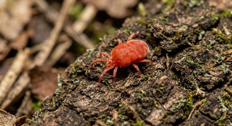 Chigger Extermination in Katy, TX