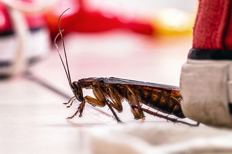 Roach Fumigation in Wilmington, DE