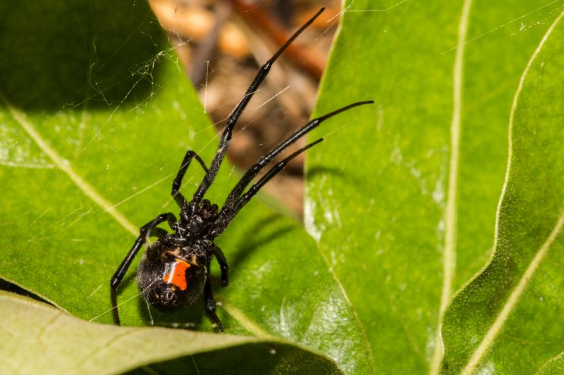 Black Widow Removal