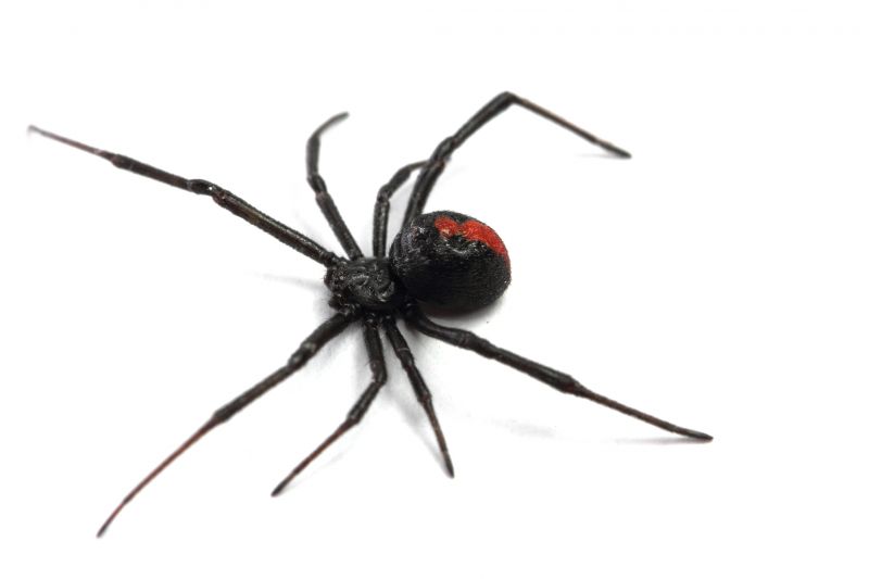 Black Widow Removal