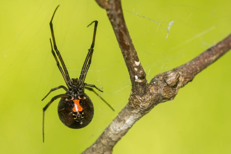 Black Widow Removal