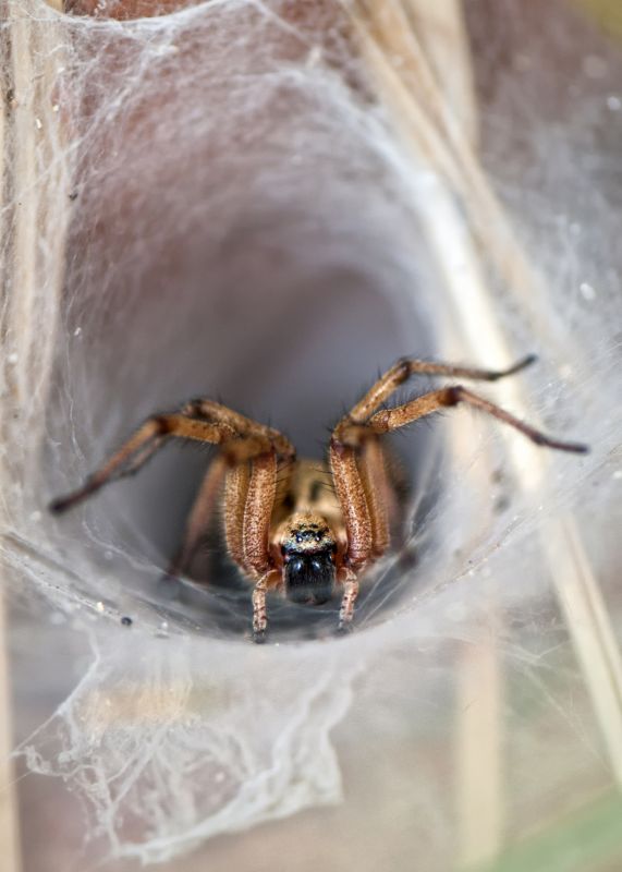 Winter Spider Shelter