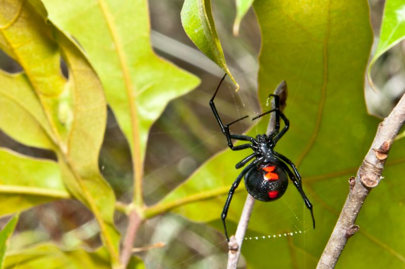 Black Widow Spider in Spring