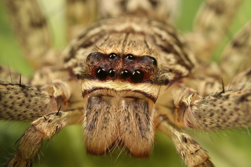 Common Spiders Extermination in Mckinney, TX