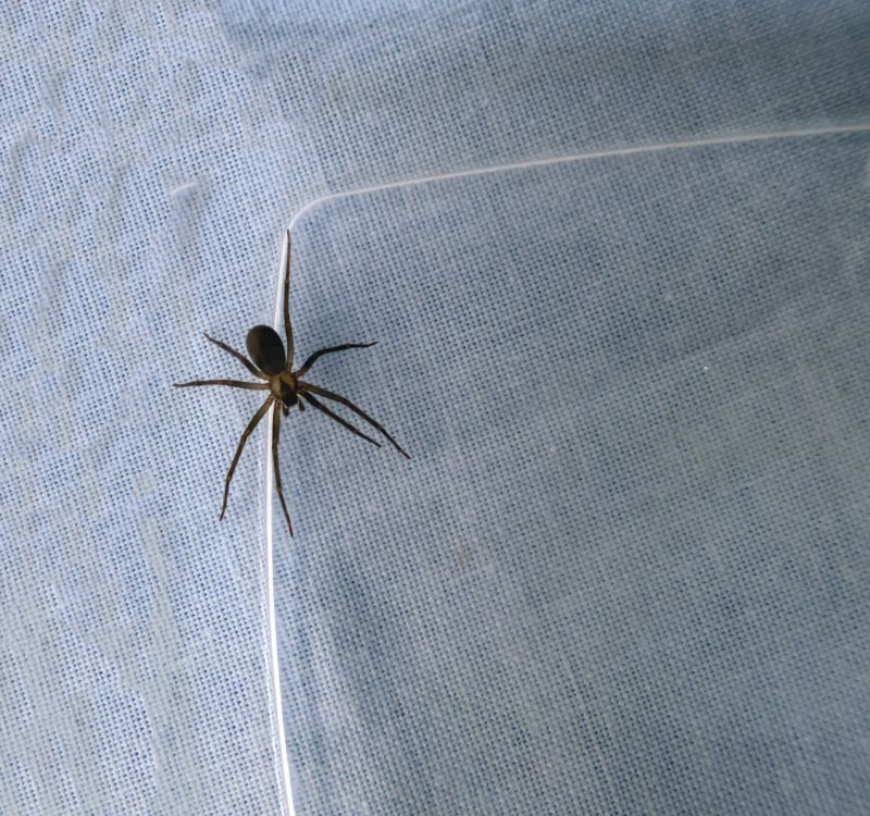 Black Widow Removal Cost — Cost of Black Widow Removal