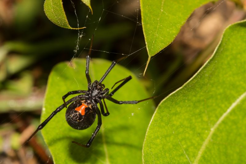 Black Widow Removal Cost — Cost of Black Widow Removal