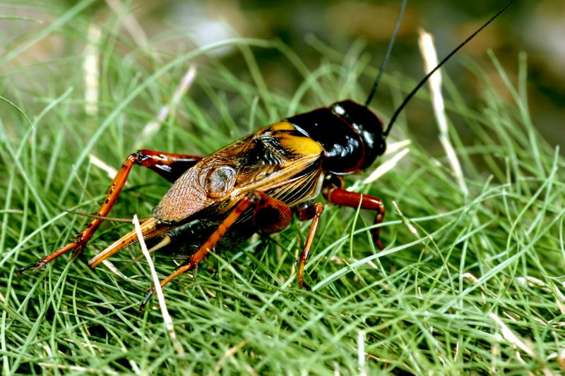 Cricket Control Service in New Braunfels, TX