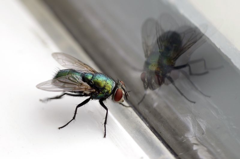 Fruit Fly Extermination in Frisco, TX