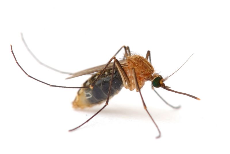Mosquito Control Service in Mckinney, TX
