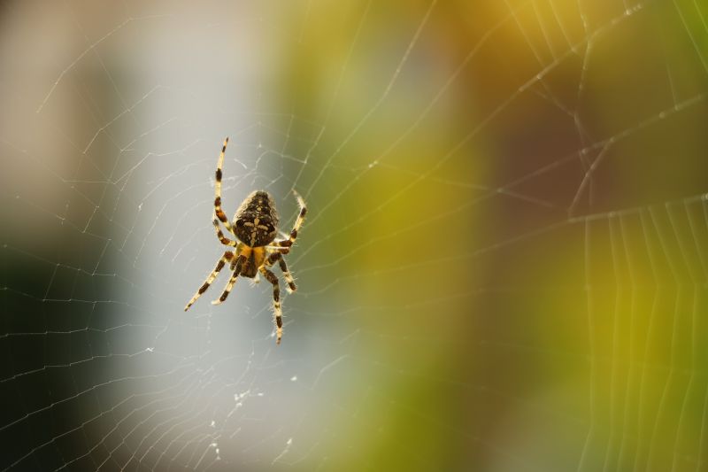 Signs Your Home Has A Spider Problem