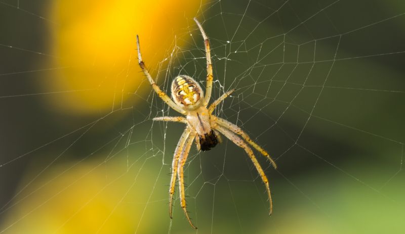 Spring Spider And Cricket Prevention Tips For Homeowners